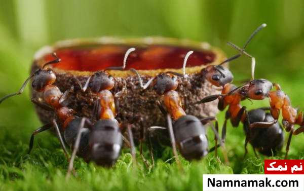 خوراک مورد علاقه مورچه ها چیه؟ رژیم غذایی مورچه و غذاهای مورچه ها