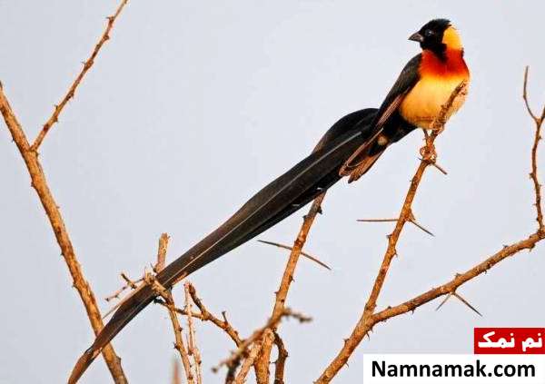 پرندگان دم دراز