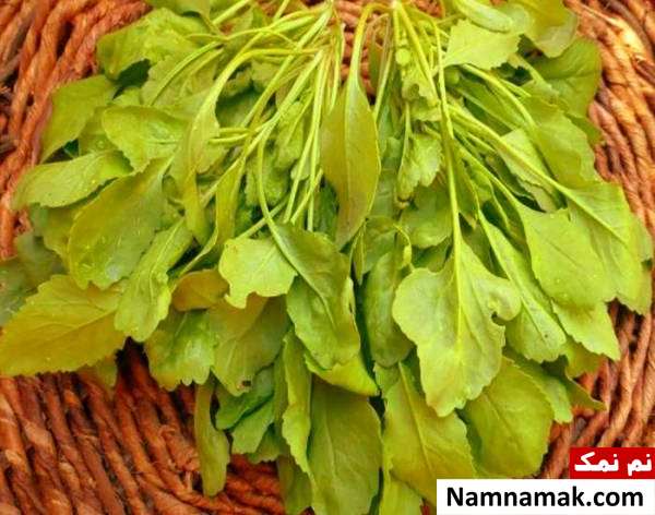 درمان گواتر با طب سنتی + نسخه های گیاهی داروهای گیاهی درمان گواتر
