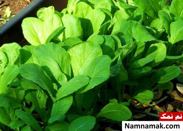 درمان گواتر با طب سنتی + نسخه های گیاهی درمان گیاهی گواتر با شاهی