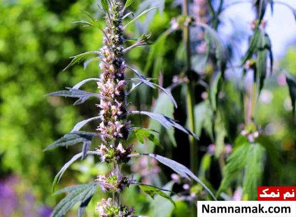 درمان گواتر با طب سنتی + نسخه های گیاهی درمان گواتر در طب سنتی با چای دم شیر