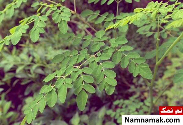 درمان گواتر با طب سنتی + نسخه های گیاهی گیاه مورینگا برای درمان گیاهی گواتر