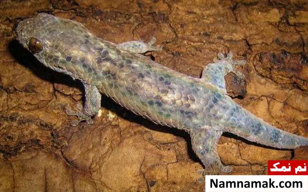 توانایی های عجیب بدن حیوانات و قدرت شگفت انگیز آنها amazing animal abilities