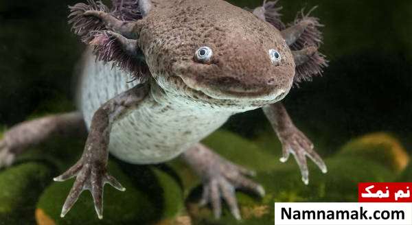 توانایی های عجیب بدن حیوانات و قدرت شگفت انگیز آنها amazing animal abilities