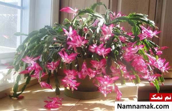 کاکتوس کریسمس چیست