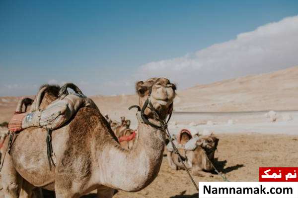 نصاب شتر در تعیین زکات