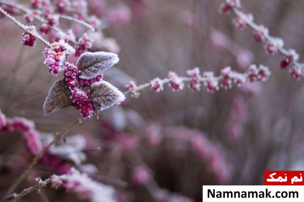 23 دی به دین روز جشن دیگان