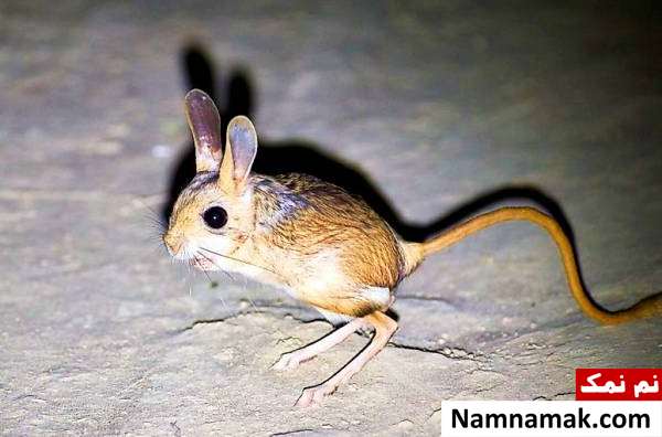 حیوانات عجیبی که زیر زمین زندگی می کنند ، پرنده و .... موش دوپا