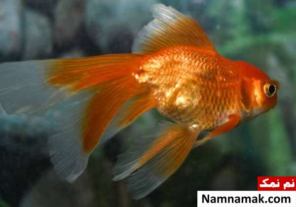رازهای جالب و خواندنی درباره خواب ماهی ها how fish sleep