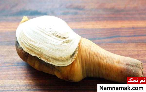 طول عمر صدف خوراکی