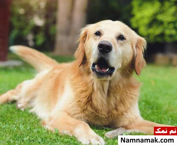 کوررنگی حیوانات و رازهای جالب درباره بینایی آنها کوررنگی سگ ها