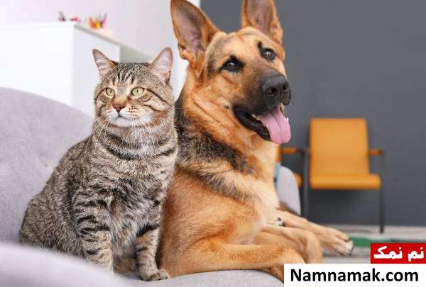 کوررنگی حیوانات و رازهای جالب درباره بینایی آنها کوررنگی سگ و گربه ها