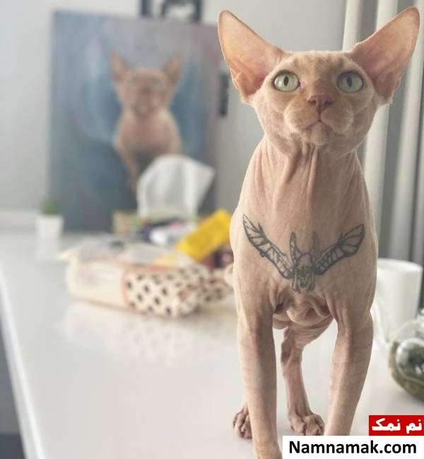 تتو روی بدن گربه 