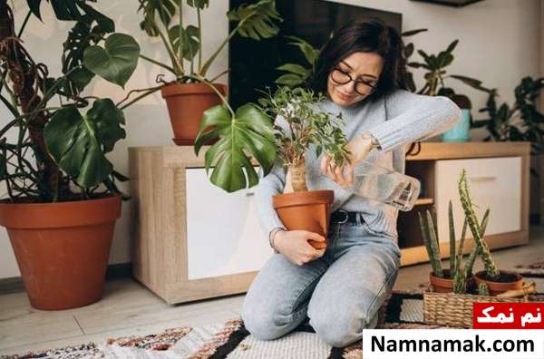 روش صحیح آبیاری گیاهان آپارتمانی + اسرار بهترین زمان آب دادن به گیاه