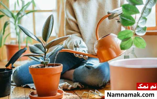 روش صحیح آبیاری گیاهان آپارتمانی + اسرار استفاده از آب معمولی برای آبیاری گیاهان آپارتمانی