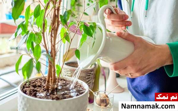 روش صحیح آبیاری گیاهان آپارتمانی + اسرار مقدار مناسب آب برای گیاهان آپارتمانی