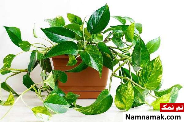 بهترین گیاهان آپارتمانی برای آشپزخانه + نکات گیاه پوتوس مناسب آپارتمان