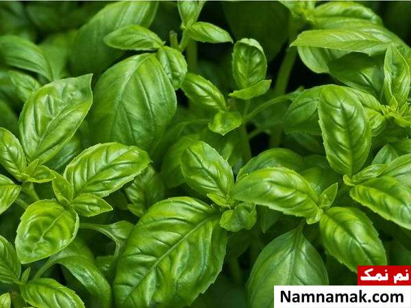 بهترین گیاهان آپارتمانی برای آشپزخانه + نکات گیاه ریحان