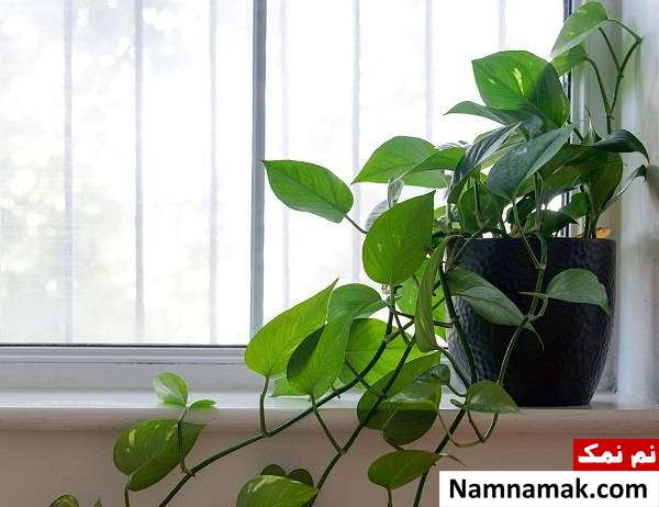 بهترین گیاهان آپارتمانی برای آشپزخانه + نکات فیلودندرون با برگ قلبی مناسب آشپزخانه