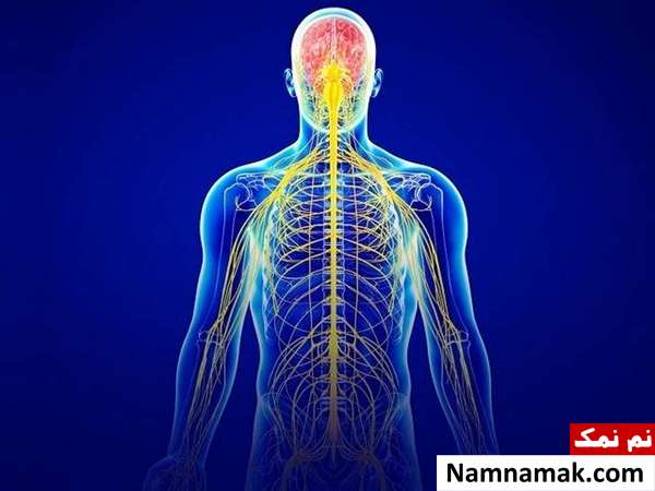 حقایق و رازهای باورنکردنی سیستم عصبی انسان سیستم عصبی بدن انسان