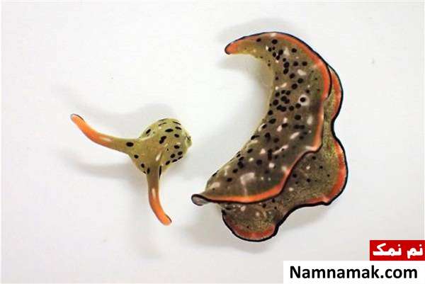 حلزونی که سر خودش رو قطع میکنه