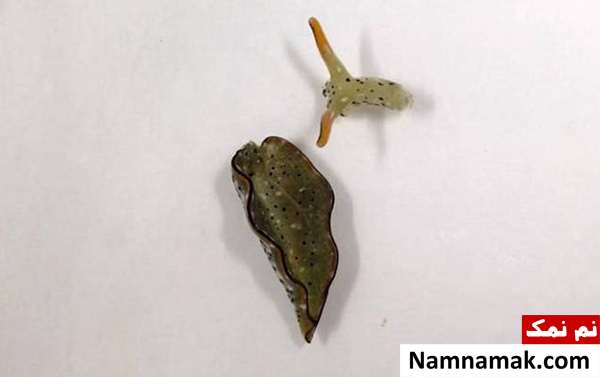 حلزونی که سر خودش رو قطع میکنه