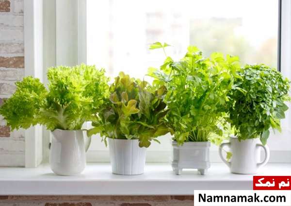 کاشت گیاه های خوراکی در گلدان کوچک