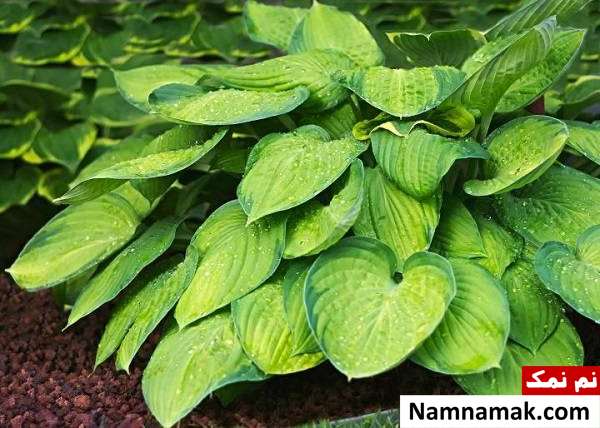 آموزش کامل پرورش و نگهداری گل هوستای زیبا گل هوستا را چه زمانی بکاریم؟