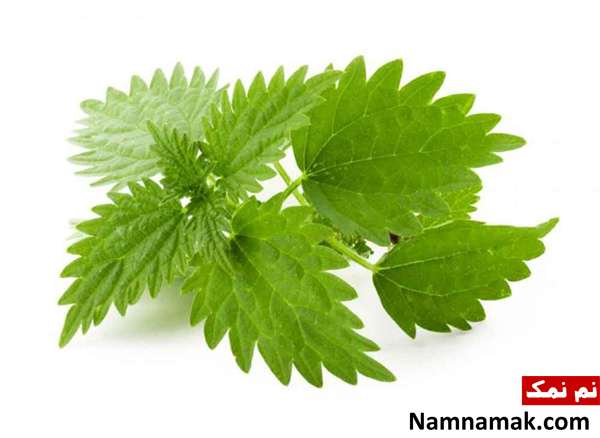 سوغاتی زنوز