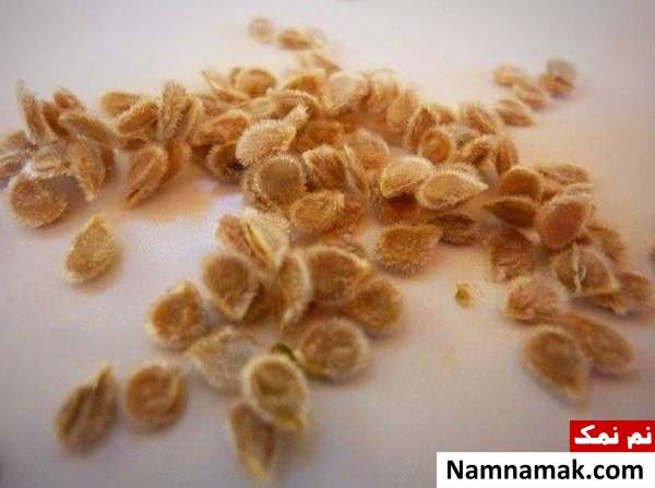 بهترین روش بذر گیری گوجه فرنگی در خانه + تکنیک دانه های گوجه فرنگی برای بذر گیری