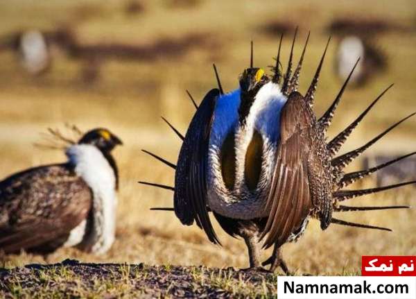 پرندگان کانادا 