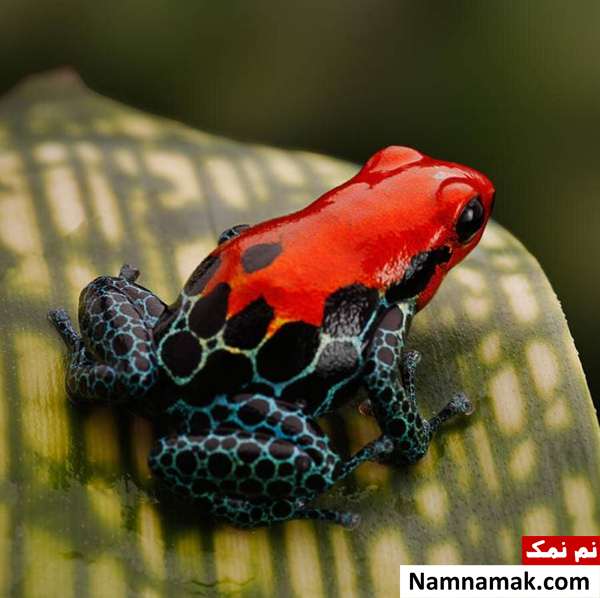 قورباغه های سمی و قاتل بسیار زیبا + تصاویر معرفی قورباغه سمی کمر قرمز