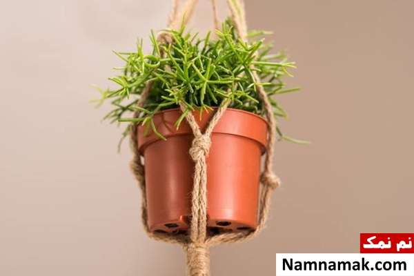 اصول مراقبت از گیاهان آویزی + از آبیاری تا ... نکات مهم نگهداری گیاهان آویزی
