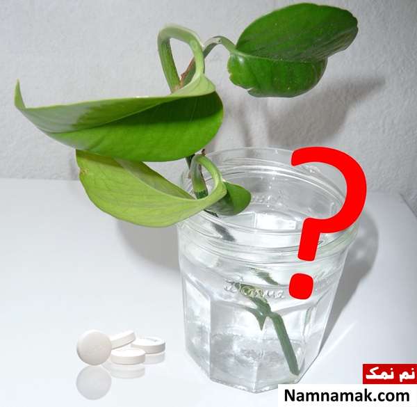 کاربرد آسپرین در ریشه زایی و رشد گیاهان آسپرین برای ریشه زایی