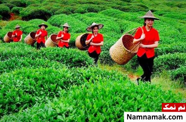 چین بزرگترین تولید کننده چای