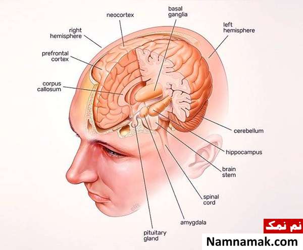 آناتومی مغز انسان و اسرار کار این عضو مهم معرفی بخش های عمیق مغز انسان
