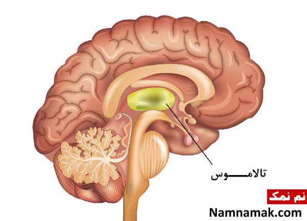 آناتومی مغز انسان و اسرار کار این عضو مهم معرفی تالاموس مغز