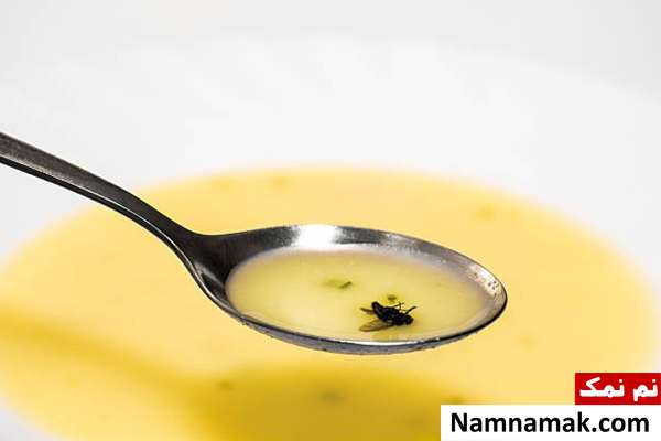 تاثیر نشستن مگس روی غذا