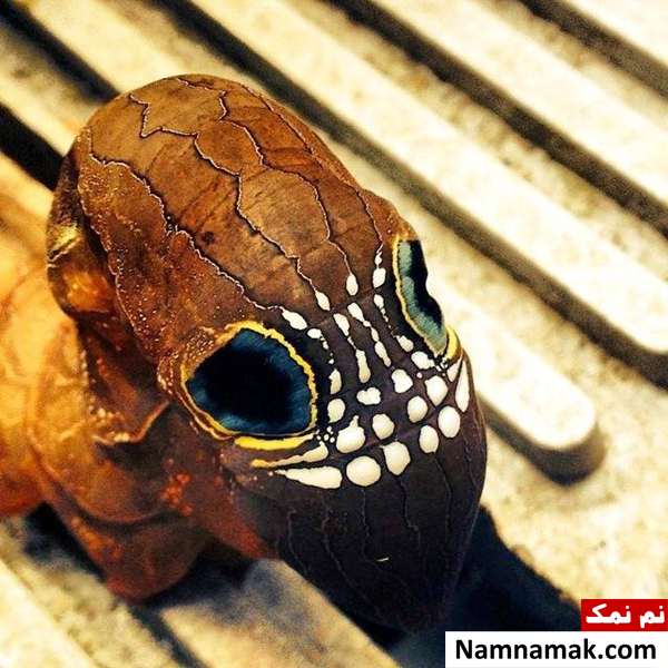 تغییر ظاهر کرم شبیه به اسکلت