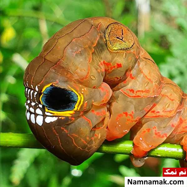 تغییر ظاهر کرم شبیه به اسکلت
