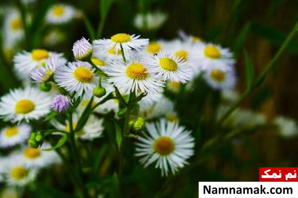 استفاده از گیاه بابونه برای درمان آفت دهان