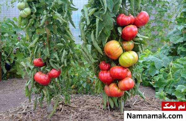 آموزش کاشت گوجه فرنگی در خانه
