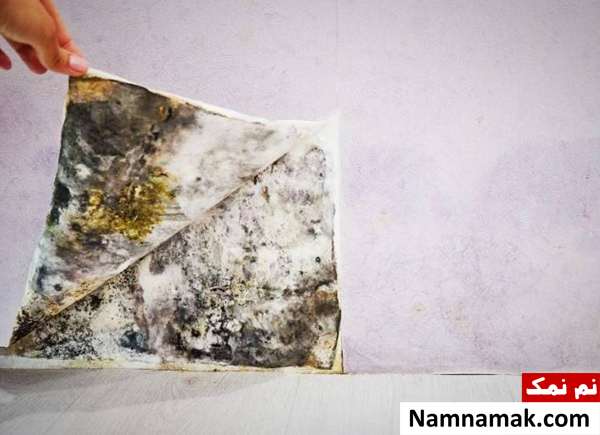 علت تشکیل قارچ و کپک