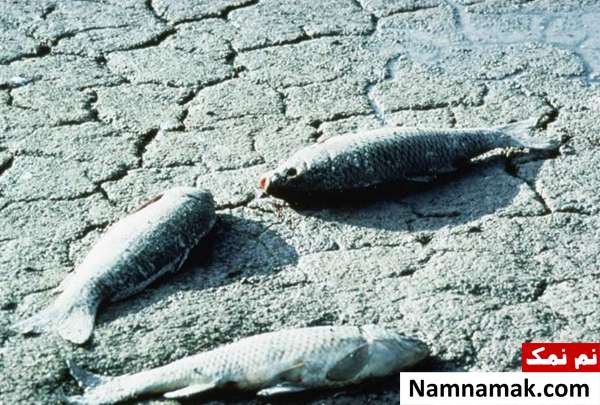 باران های عجیب دنیا ؛ از باران خون تا پول و عنکبوت بارش ماهی از آسمان در استرالیا