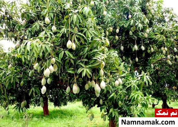 رشد 300 نوع میوه روی یک درخت
