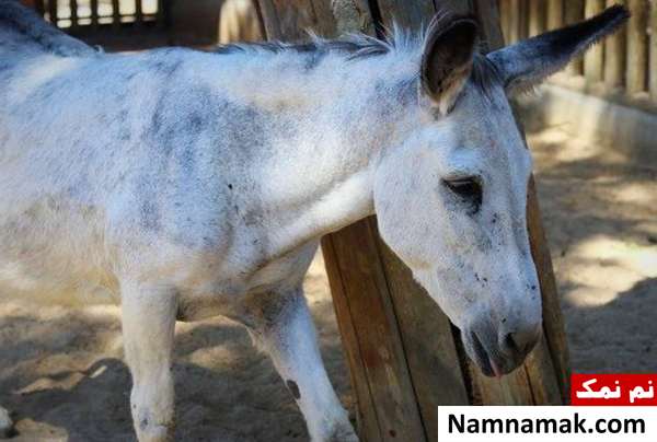 حقایق جالب خواندنی درباره الاغ ها + روز جهانی الاغ حافظه قوی الاغ ها