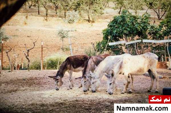 حقایق جالب خواندنی درباره الاغ ها + روز جهانی الاغ درباره غذای الاغ ها