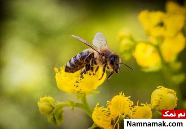 تاریخ روز جهانی زنبور + جملات تبریک انگلیسی و فارسی world bee day