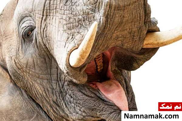 حقایق جذاب درباره اعضای بدن فیل ها دانستنی های مهم در مورد دندان های فیل