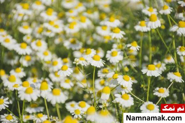 روش های درمان گیاهی اگزما با بابونه